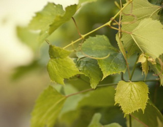 Перегній є добрим джерелом мікроелементів для винограду